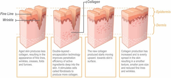 An illustration of how the best collagen supplements help rebuild skin vitality, firmness, and elasticity. Here is our expert collagen capsule review