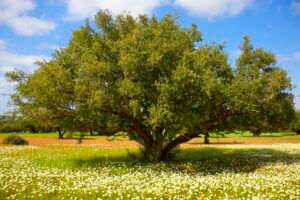 The Argania spinosa tree (also called argan tree) the source of the world's best skincare oil