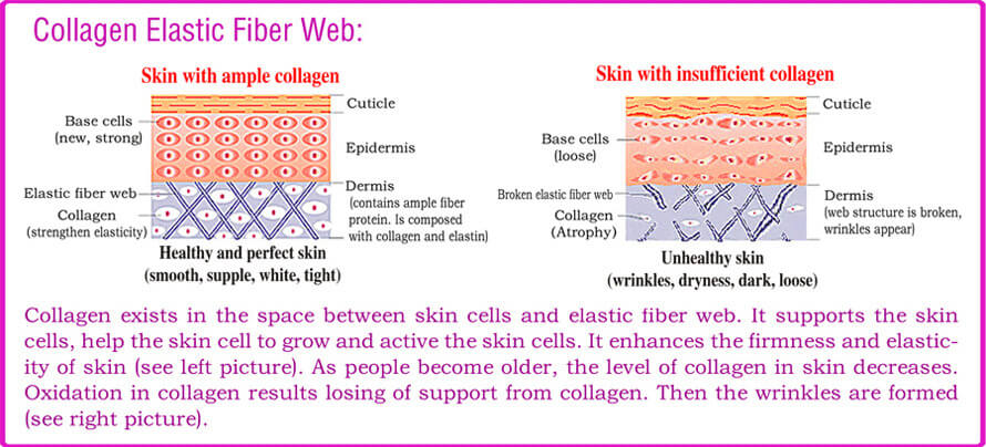 An illustration of how collagen protein supports a thick and elastic skin in a young person. The effect of loss of collagen in an aged person is also shown. The effects include wrinkles, dryness, and inelastic skin.